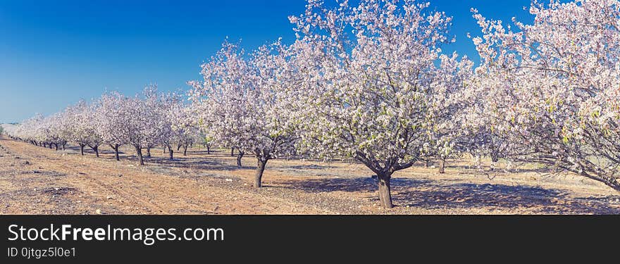 Spring blossoming garden