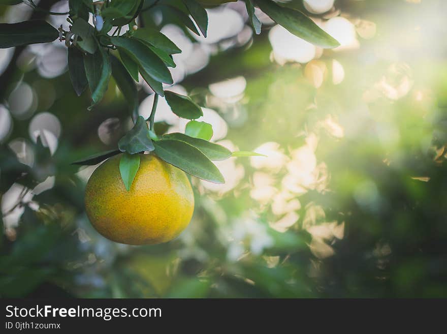 Orange Fruit And Leaves With Morning Light.