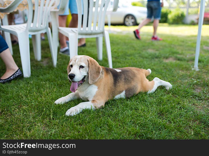 Happy beagle dog mouth. He lies on the grass at summer sunny day in the garden with tongue. Happy beagle dog mouth. He lies on the grass at summer sunny day in the garden with tongue