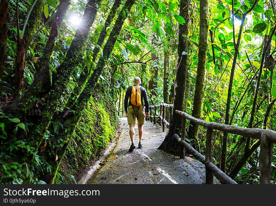 Hiking in green tropical jungle, Costa Rica, Central America. Hiking in green tropical jungle, Costa Rica, Central America