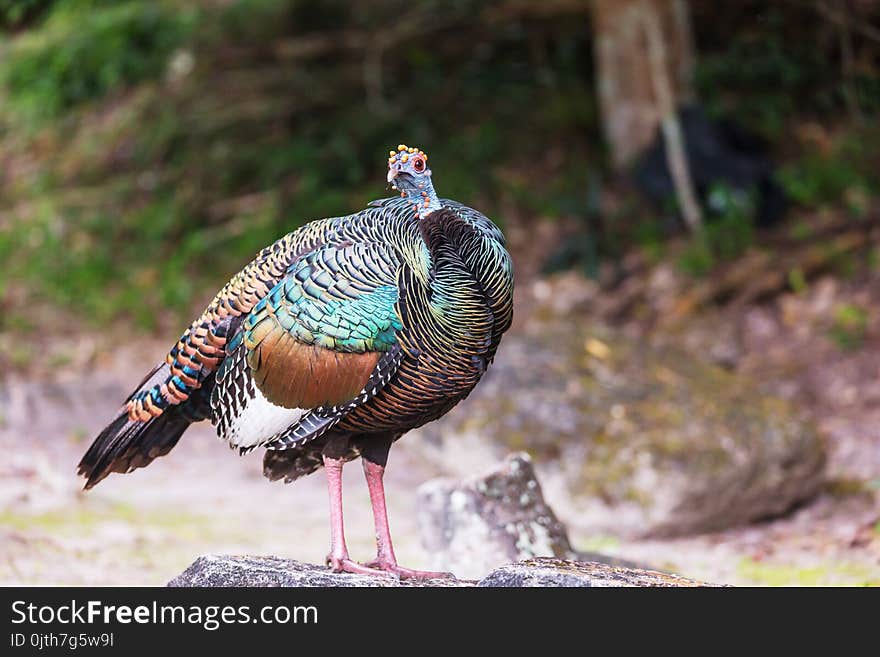 Wild Ocellated turkey in Tikal National Park, Gutemala. South America. Wild Ocellated turkey in Tikal National Park, Gutemala. South America.