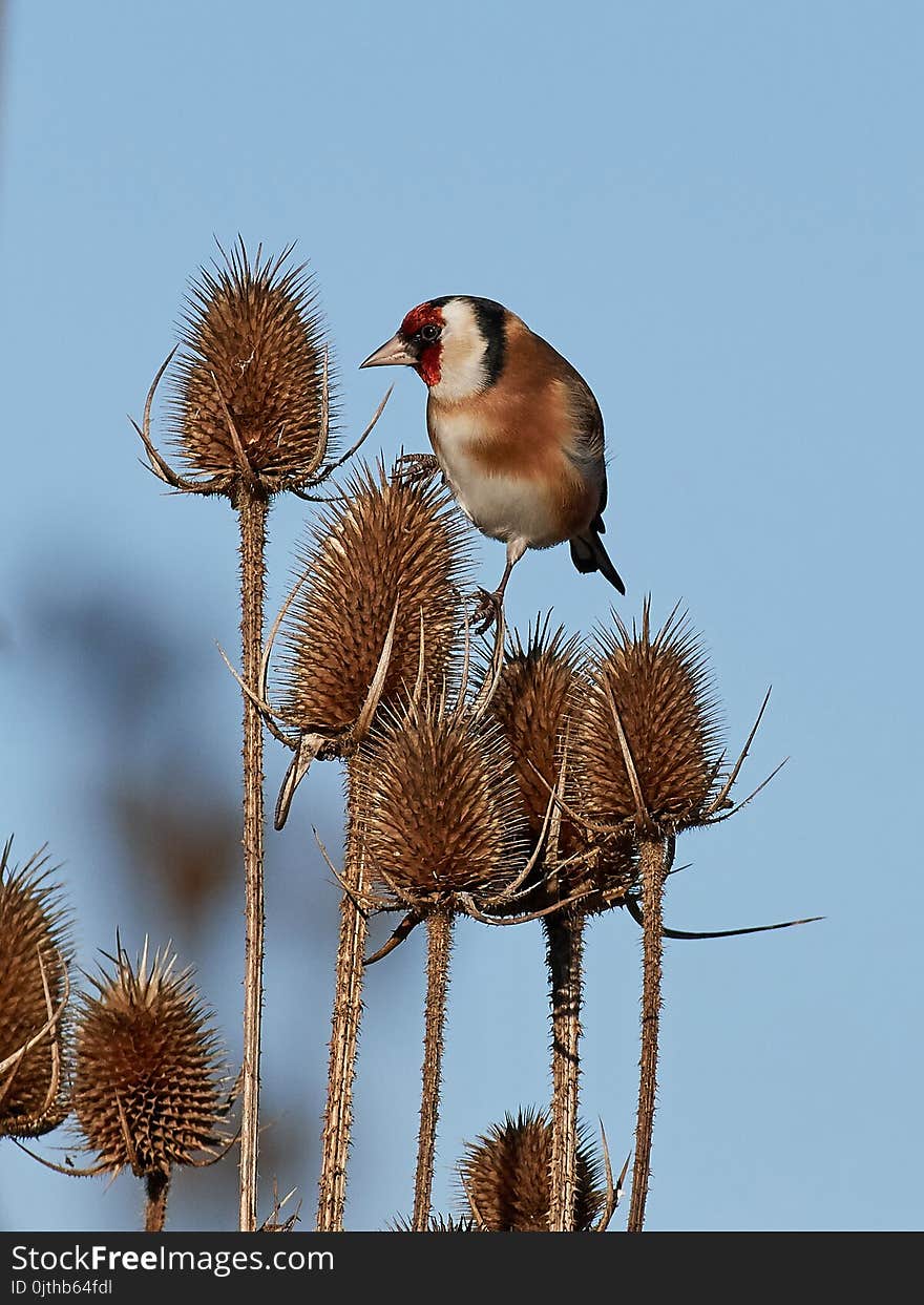 European goldfinch sitting on a teasel with blues skies in the background. European goldfinch sitting on a teasel with blues skies in the background