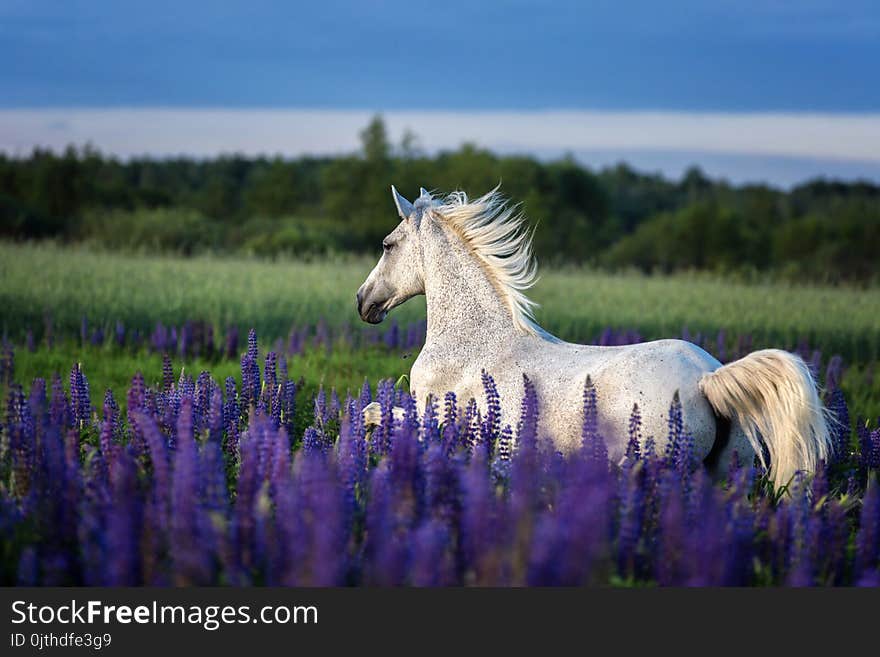 Portrait of a grey horse among lupine flowers.