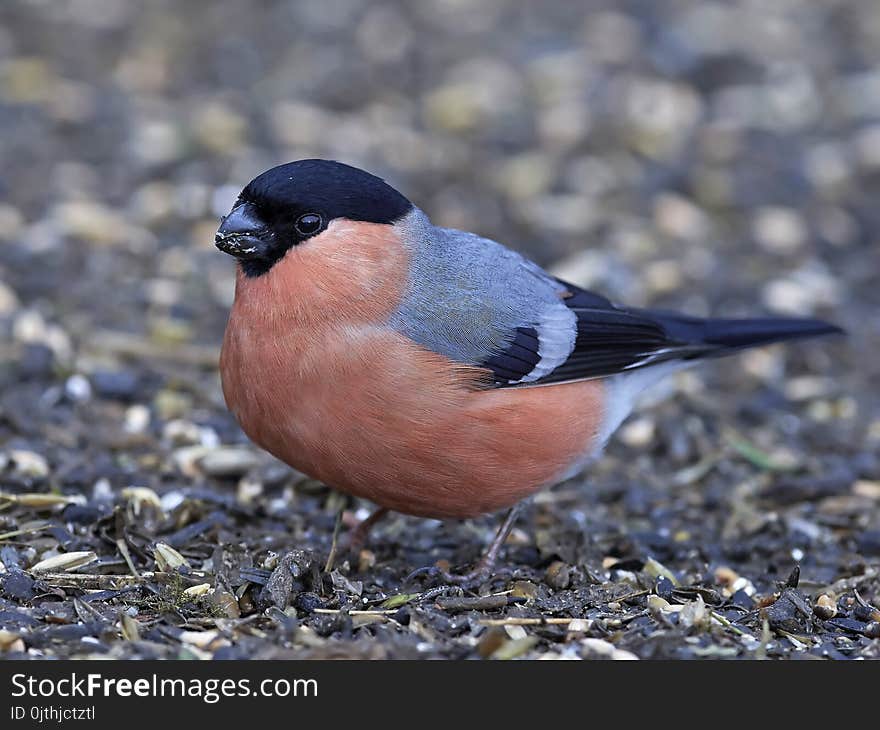 Eurasian Bullfinch Pyrrhula Pyrrhula