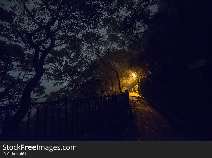 Silhouette Of Trees