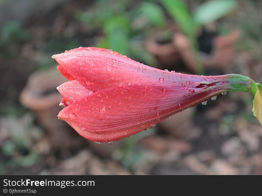 Selective Focus Photography Of Pink Flower With Water Dew