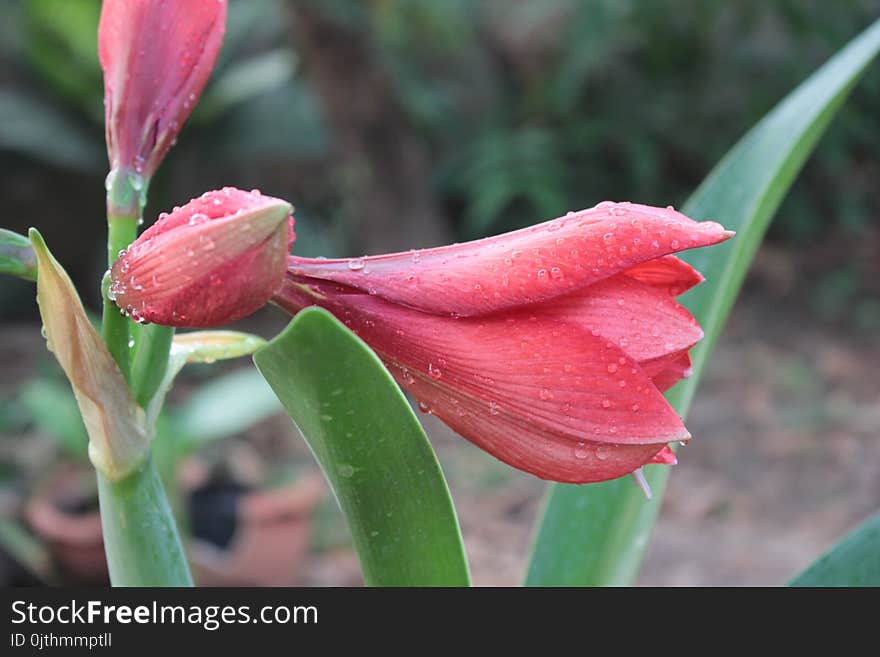 Pink Petal Flower