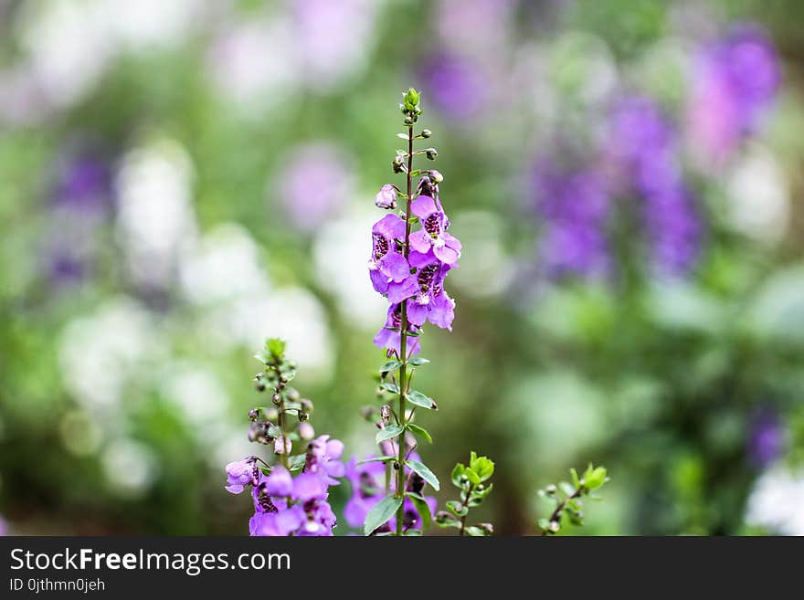 Purple and Green Flower Plant