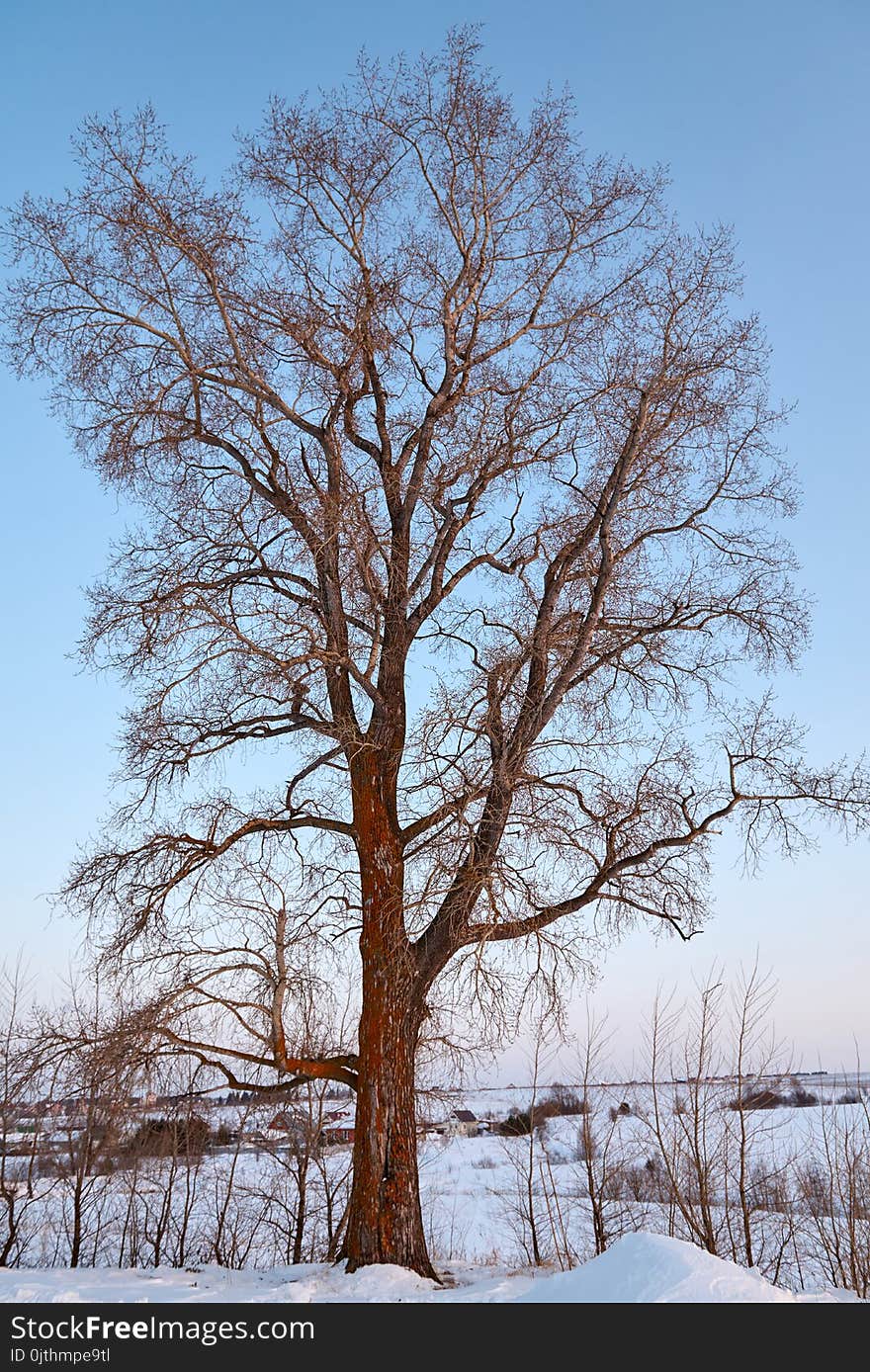 Single poplar near country side road in a winter day on the blue sky background