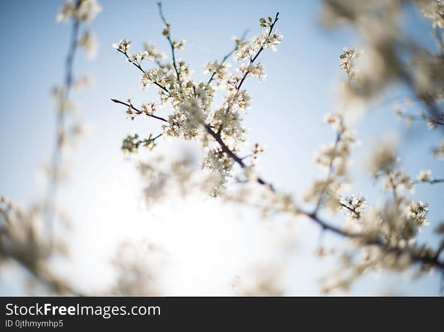 Close-up Photography of White Petal Flower