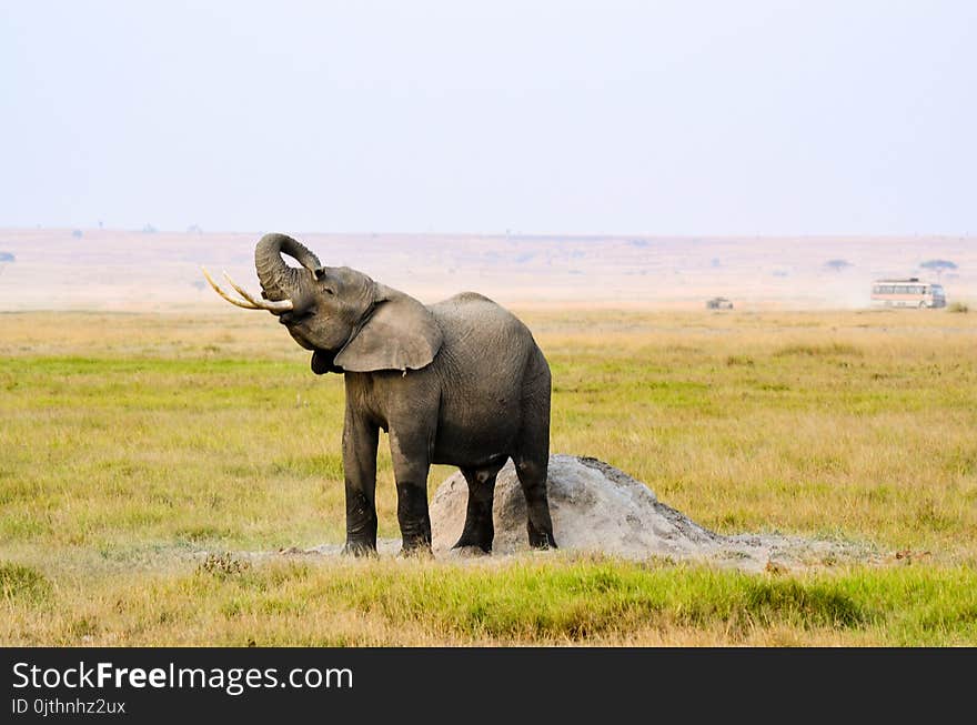 Photograph of Elephant