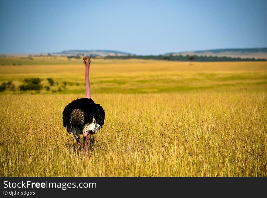 Ostrich Standing On Grass Fields