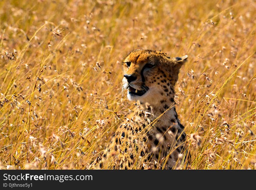 Cheetah on Grass Field