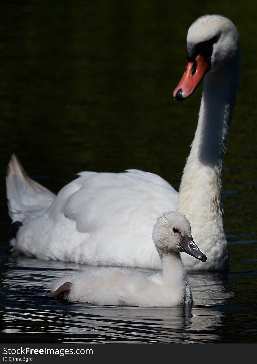 Mute swanling and its mum in their habitat. Mute swanling and its mum in their habitat