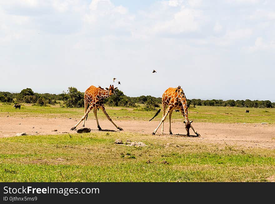 Two Giraffe on Green Grass