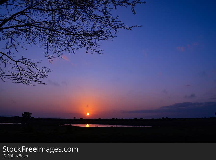 Silhouette of Tree during Sunset