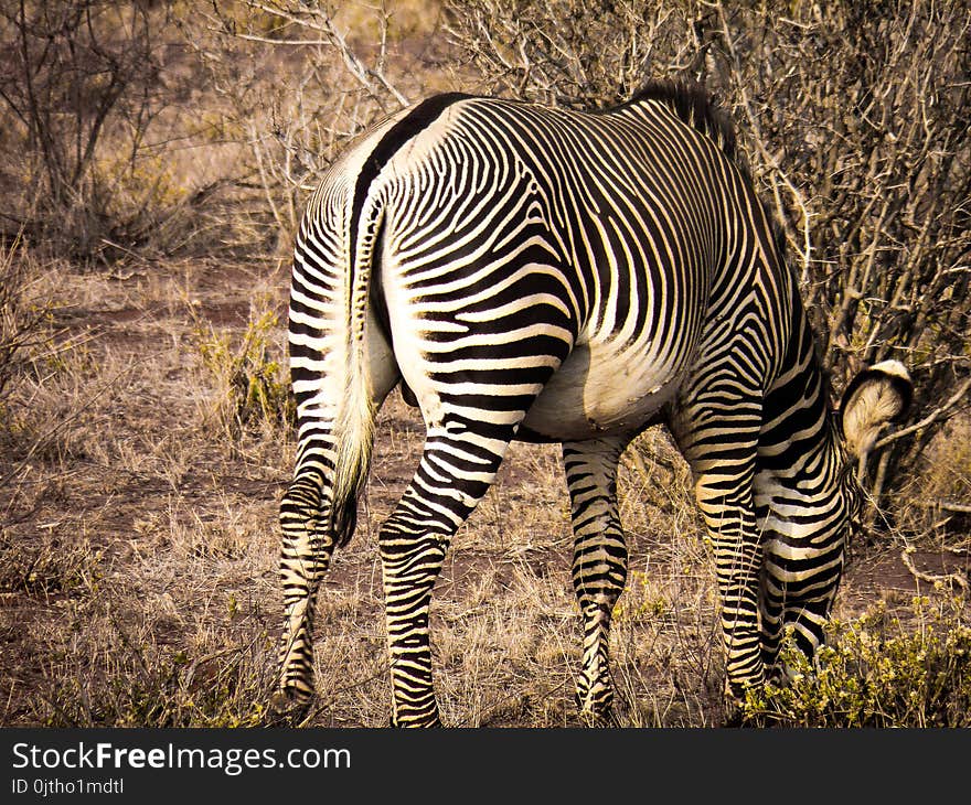 Photo of Zebra