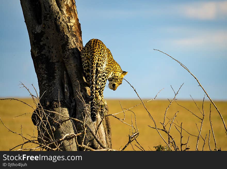 Leopard on Tree