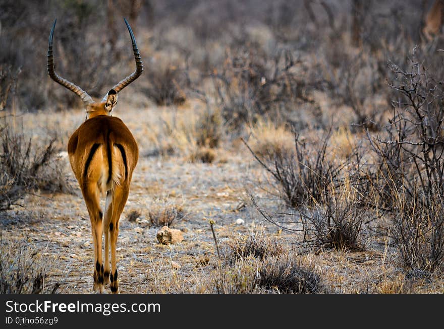 Brown Buck Photo