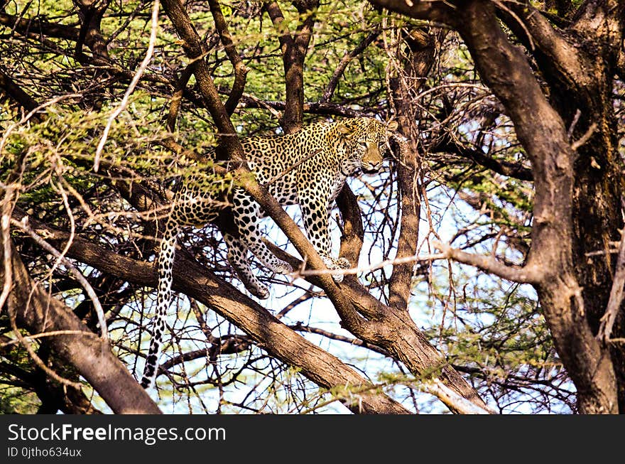 Leopard Resting on a Tree Branch