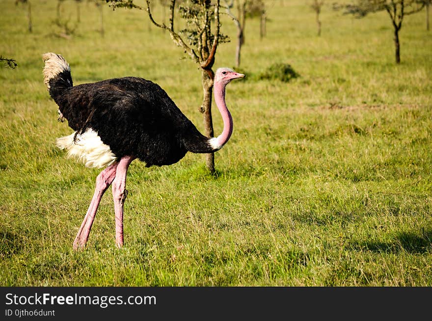 Ostrich on Green Grass Field