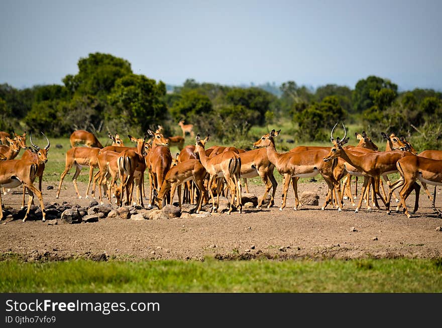 Herd of Deer