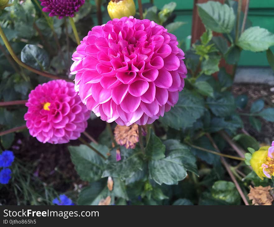 Pink Dahlia Flower