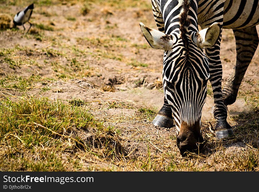 Zebra Eating Grass Selective Focus Photography