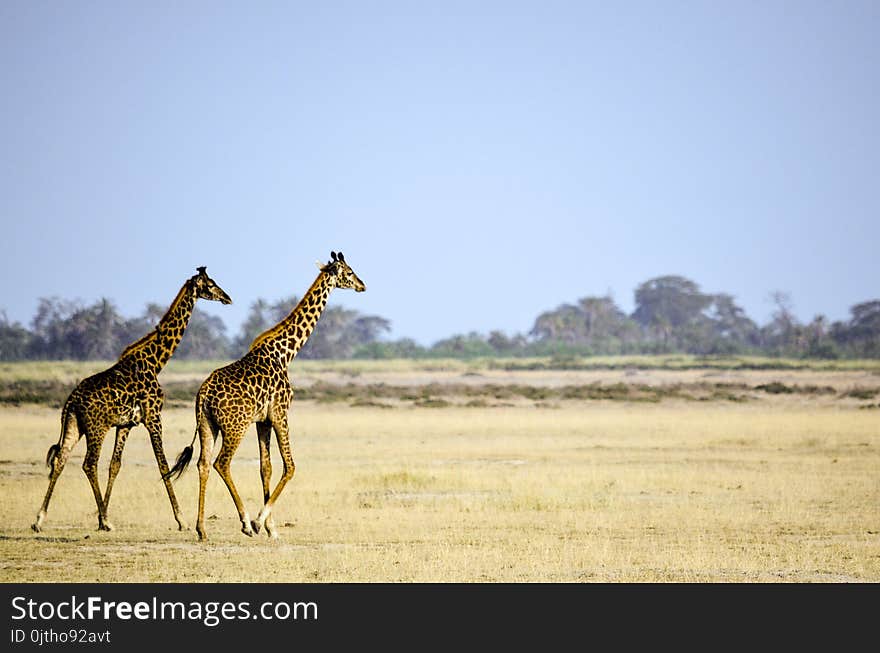 Two Giraffe Animal on Brown Grass Field