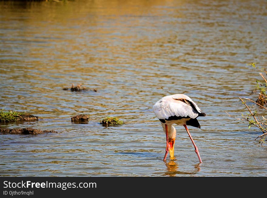 White and Black Bird on Body of Water