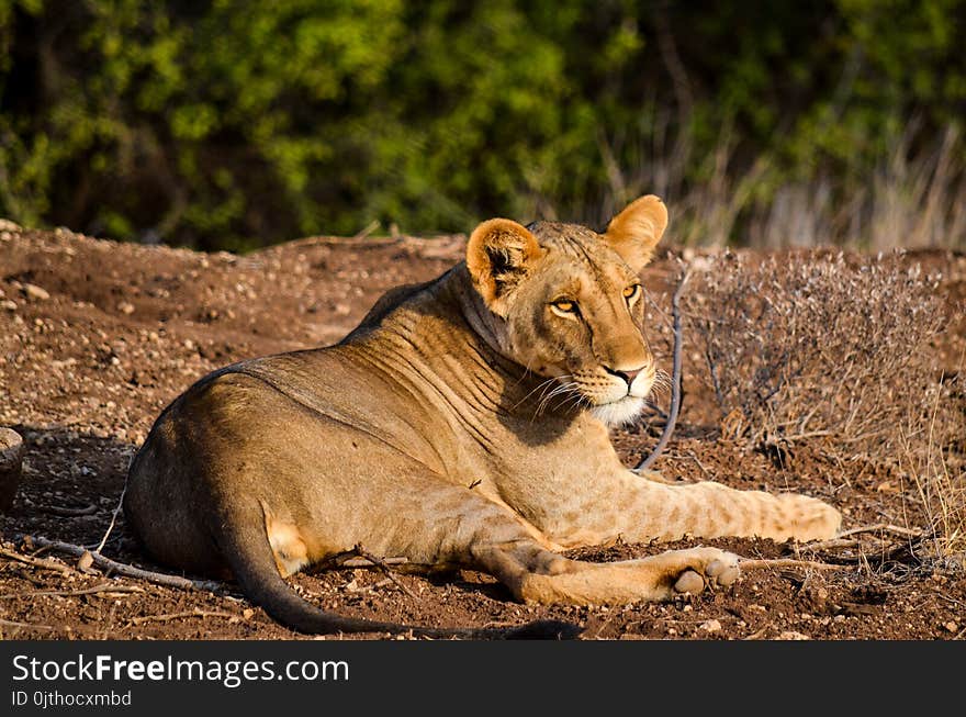 Lioness on Ground