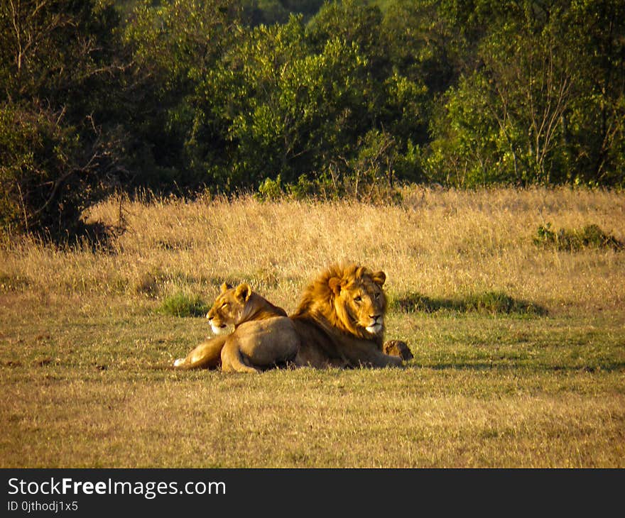 Male and Female Lions on Grass Field