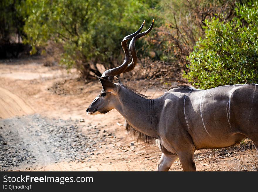 Brown Gazelle