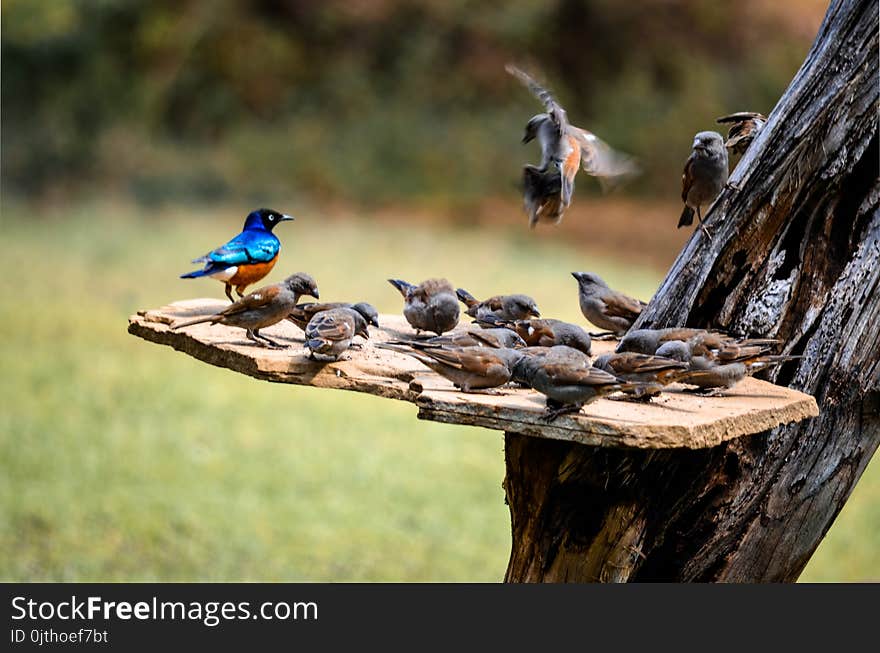 Flock of Birds