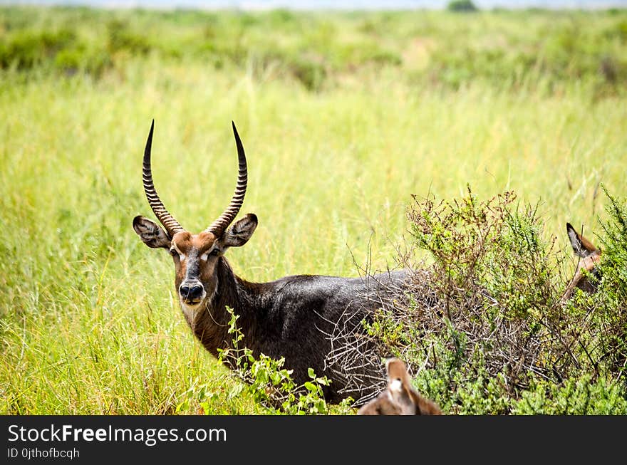 Selective Focus Photography of Black Deer