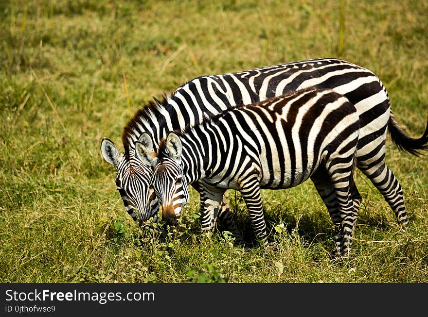 Two Zebra on Green Grass at Daytime