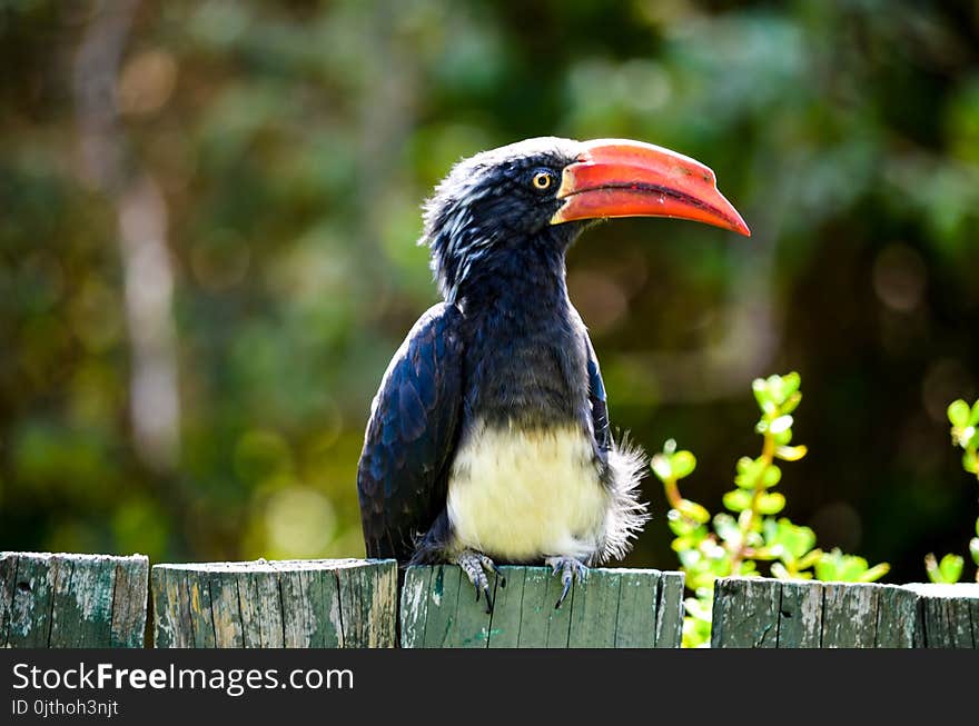 Black and Red Long Beak Bird on Fence Near Trees