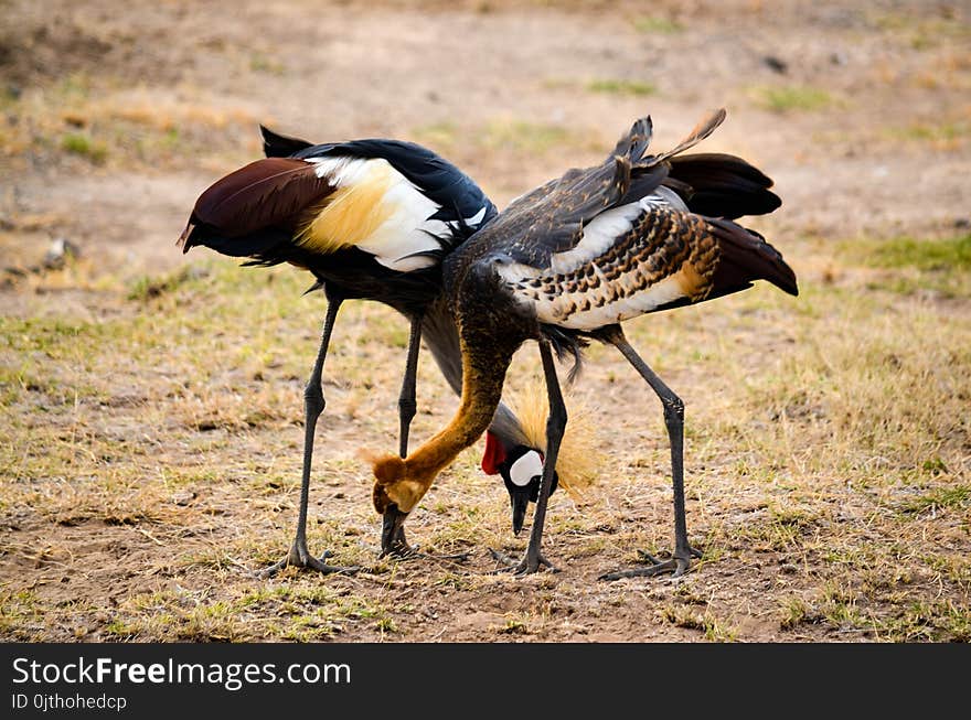 Two Black-white-and-red Birds