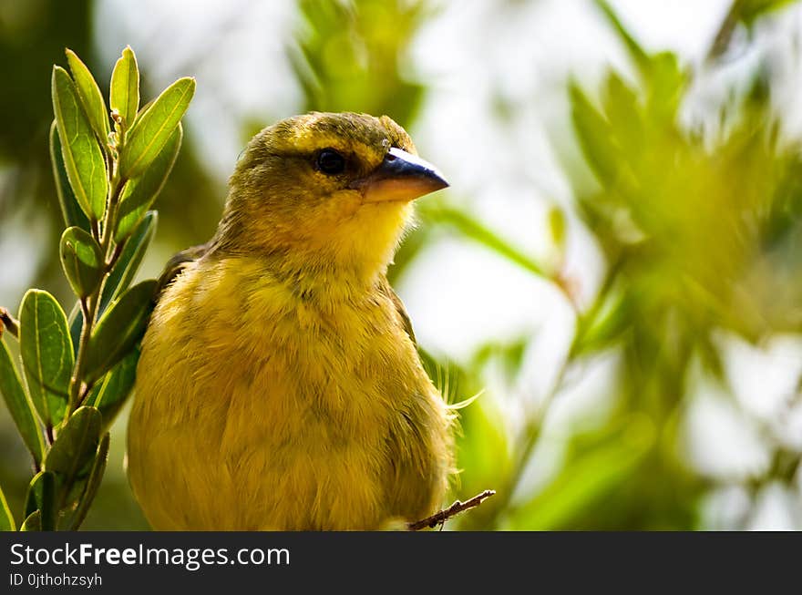 Focal Focus Photography of City Bird