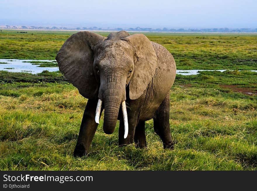 Gray Elephant on Green Grass