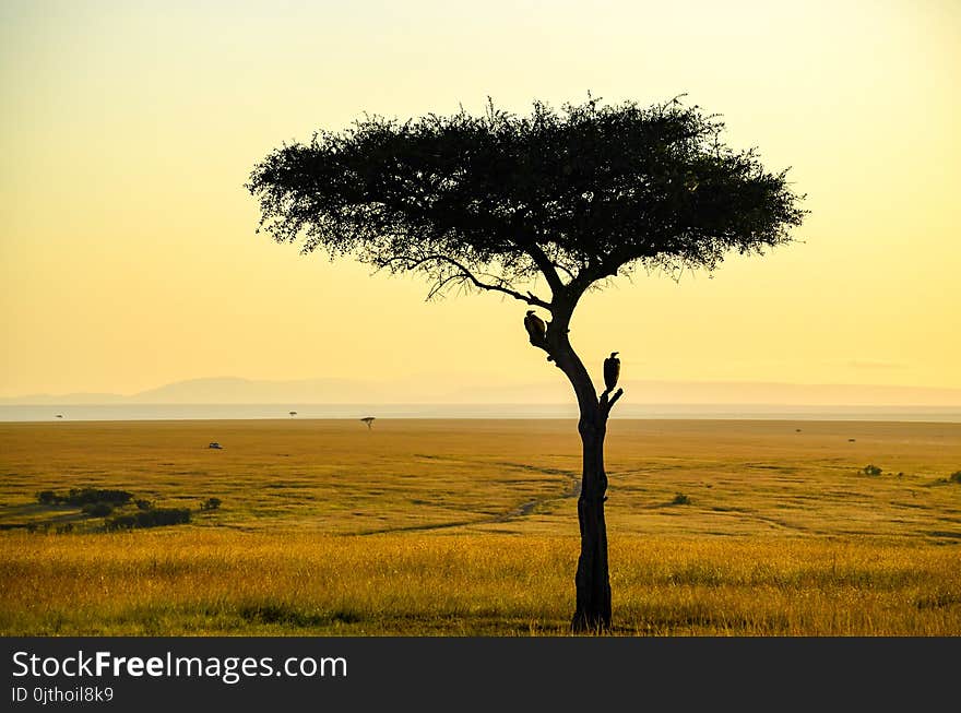 Silhouette Photo Of Tree