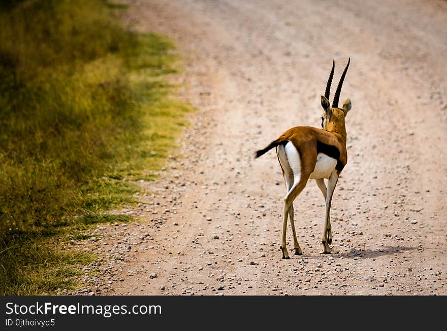 Brown Deer on Pathway