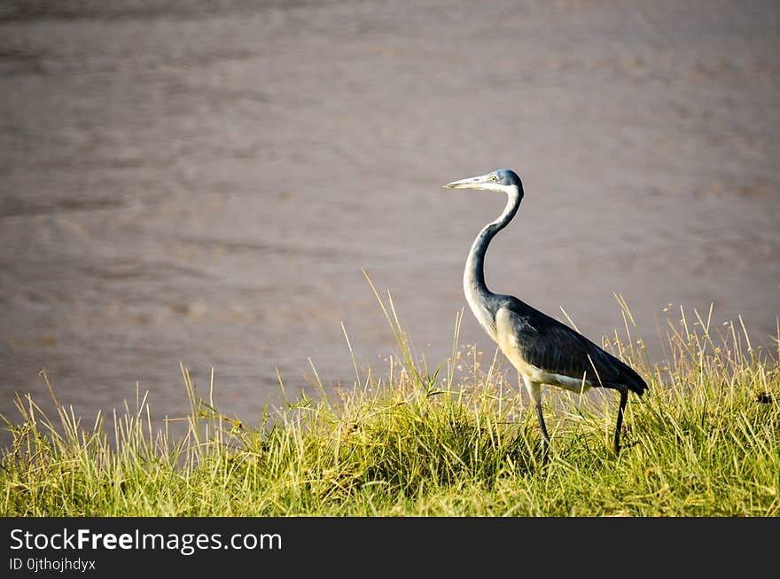 Black and White Bird Standing on Green Grass Beside Body of Water at Daytime