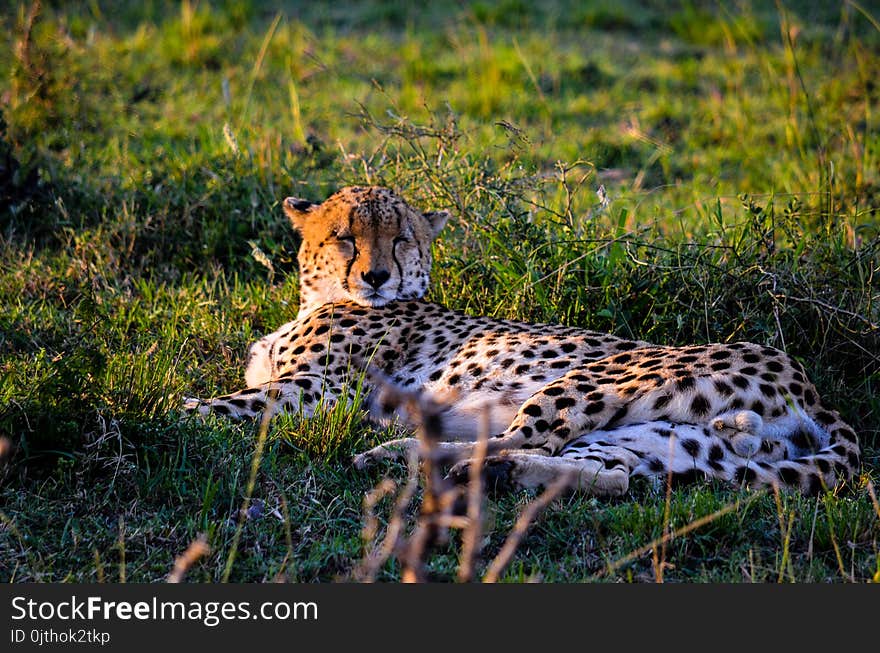 Leopard Lying On The Grass