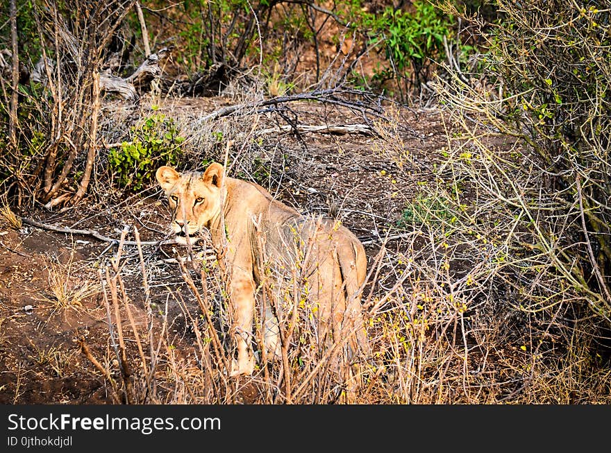 Lioness on Forest