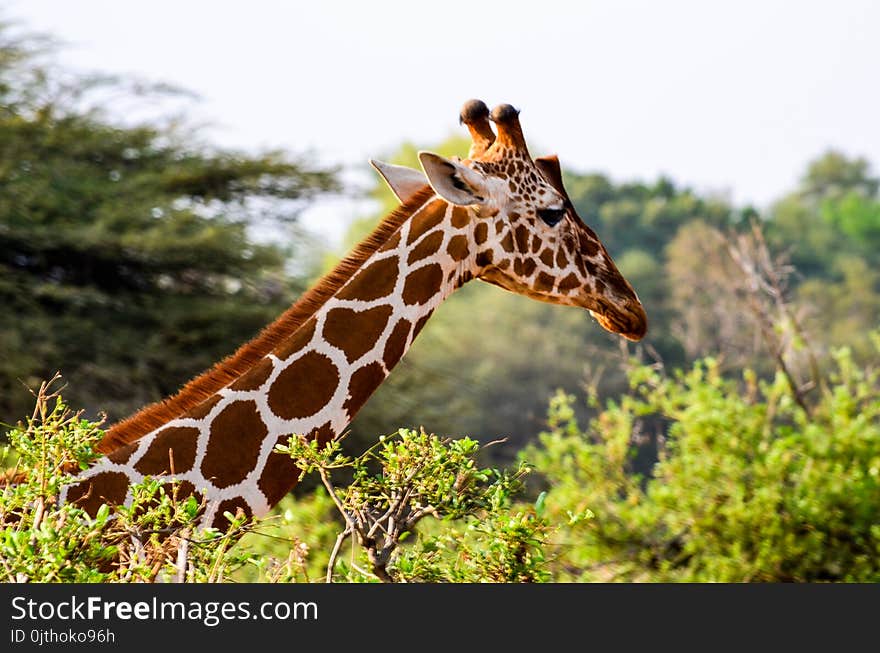 Giraffe&#x27;s Head Rising Above Green Leaved Tree