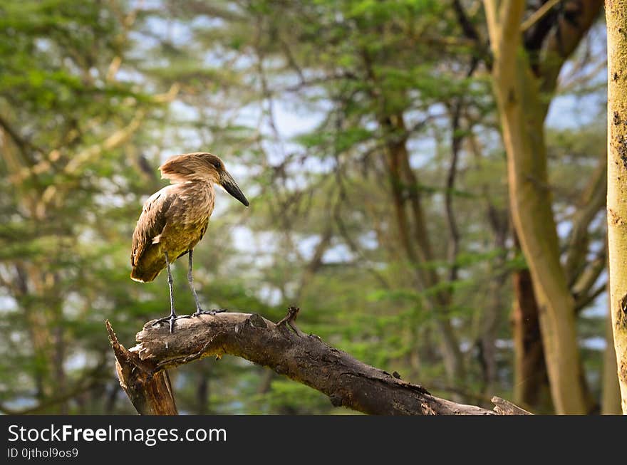 Bird Photography