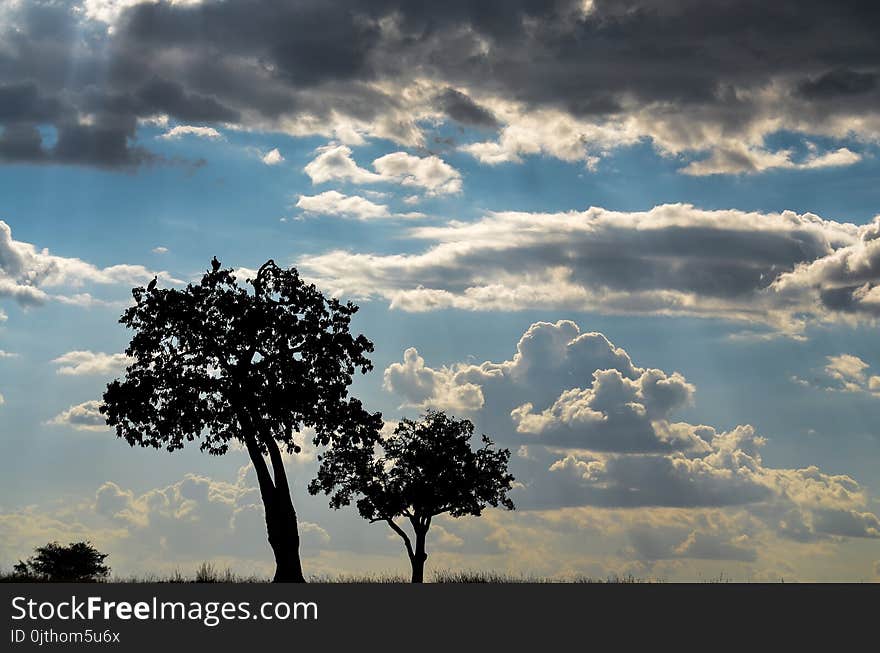 Silhouette Of Trees Under Cloudy Skies