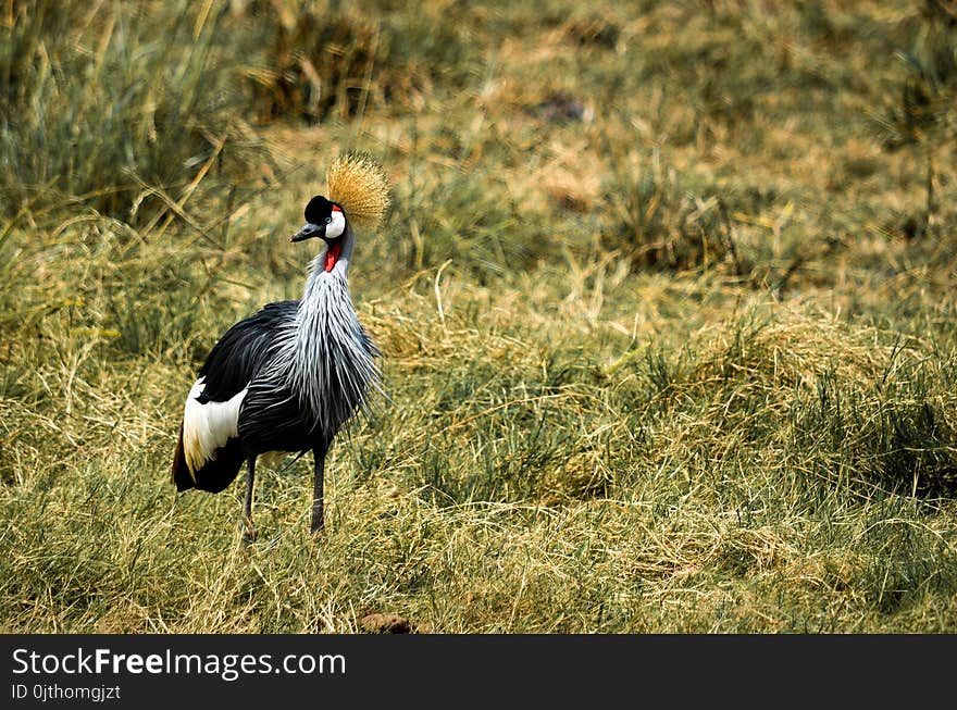 Gray and Black Bird on Green Grass