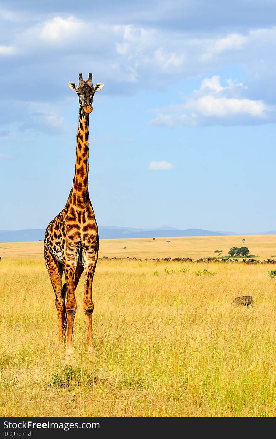 Giraffe Standing On Grass